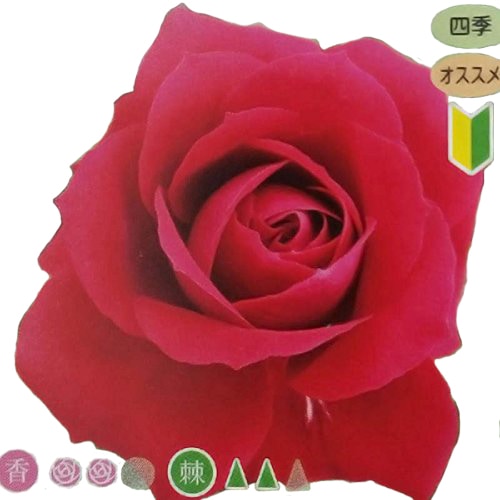 ニーナウェイブル 2年大苗 4号ポット 中輪 房咲 黒赤 水谷農園 薔薇 北海道送料別途 苗 米S 代引不可