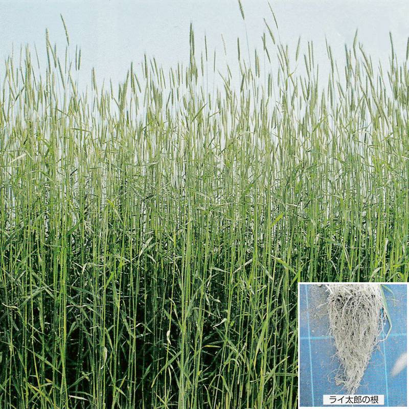 種 1kg らい麦 ライ太郎 らい麦 秋まき主体 酪農 畜産 緑肥 牧草 タキイ種苗 米S 代引不可 (登録品種名:ライ太郎)