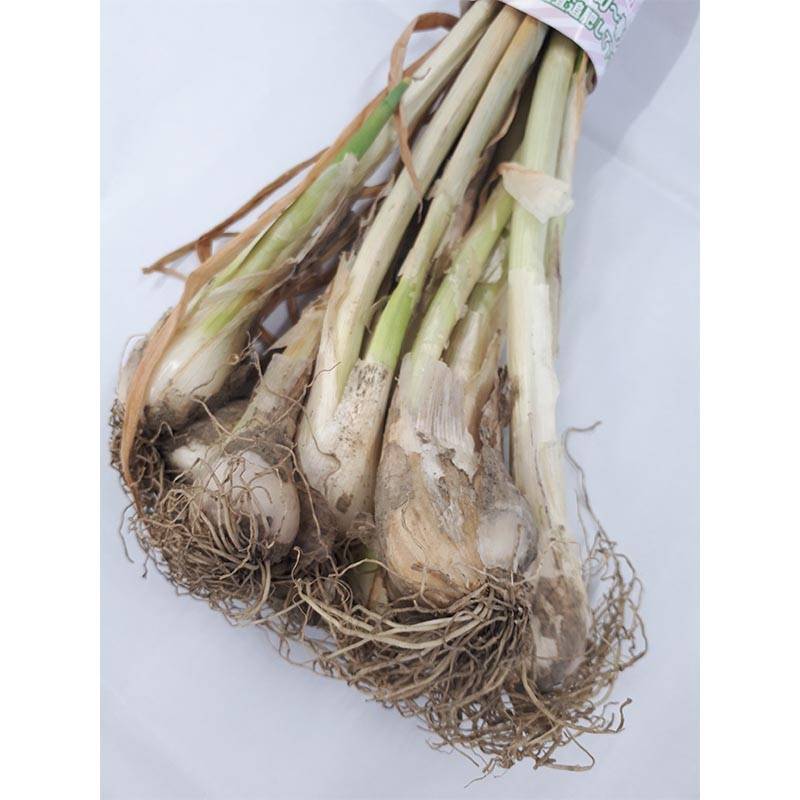 約600g (200g 3束) 干し葱苗 栽培用 干しネギ 苗 ほしねぎ 干し ネギ 家庭菜園 ガーデニング プランター 米S 代引不可