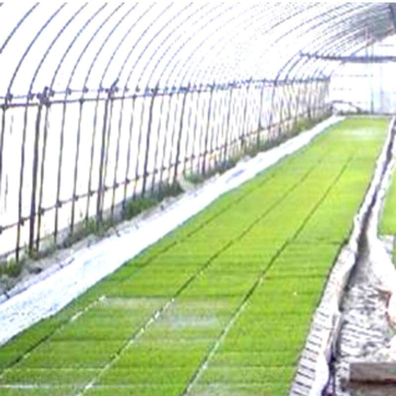 丈夫で長持ち 育苗用 プールシート 厚さ 0.26mm×幅 300cm×長さ 30m プール育苗 シート オK 代引不可