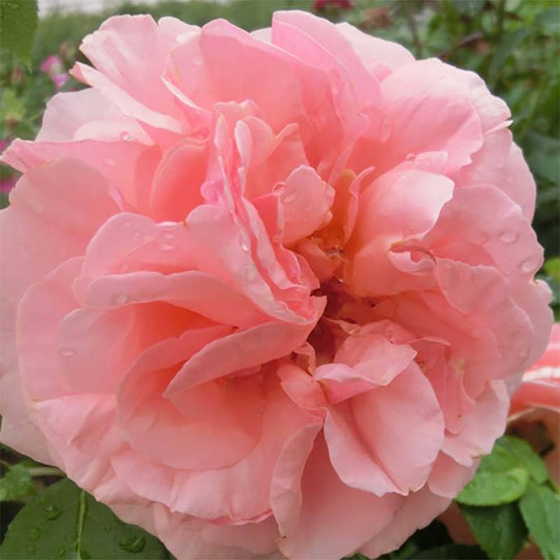 チッペンデール 2年大苗 4号ポット 大輪 オレンジピンク アプリコット ピンク 水谷農園 薔薇 北海道送料別途 苗 米S 代引不可
