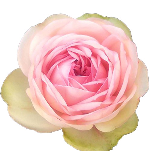 天使のラブソング 2年大株 4号ポット つるバラ 淡いピンク 水谷農園 薔薇 北海道送料別途 苗 米S 代引不可