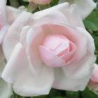 ニュードーン 大苗 4号ポット つるバラ 淡いピンクがかった白 水谷農園 薔薇 北海道送料別途 苗 米S 代引不可|苗物|種子・菌類・苗物