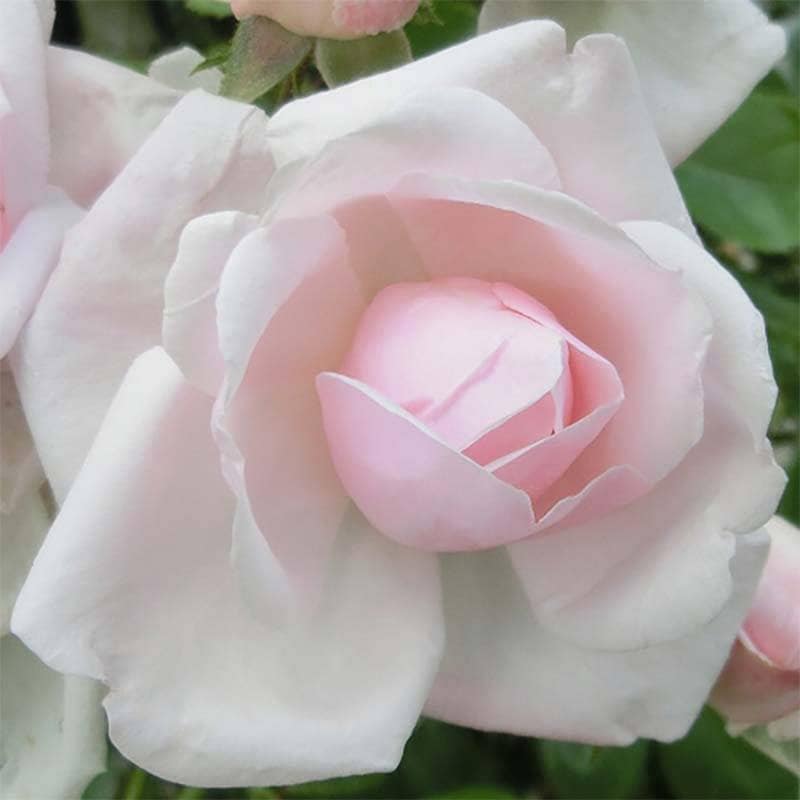 ニュードーン 大苗 4号ポット つるバラ 淡いピンクがかった白 水谷農園 薔薇 北海道送料別途 苗 米S 代引不可