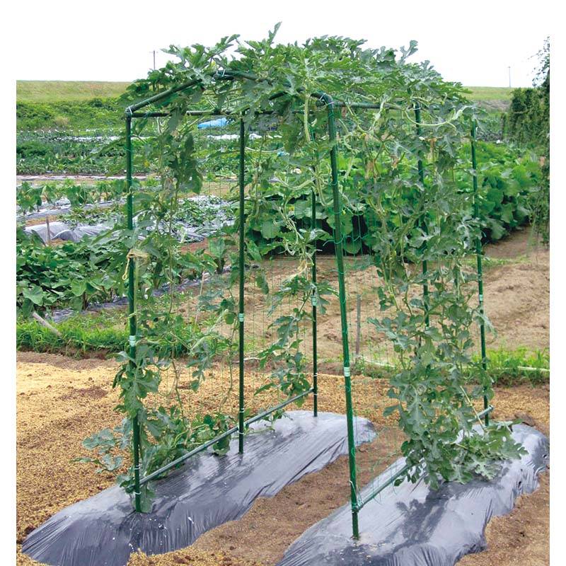 早い者勝ち 限定品 立体栽培スイカ すいかっちゃん L 2玉セット 早い者