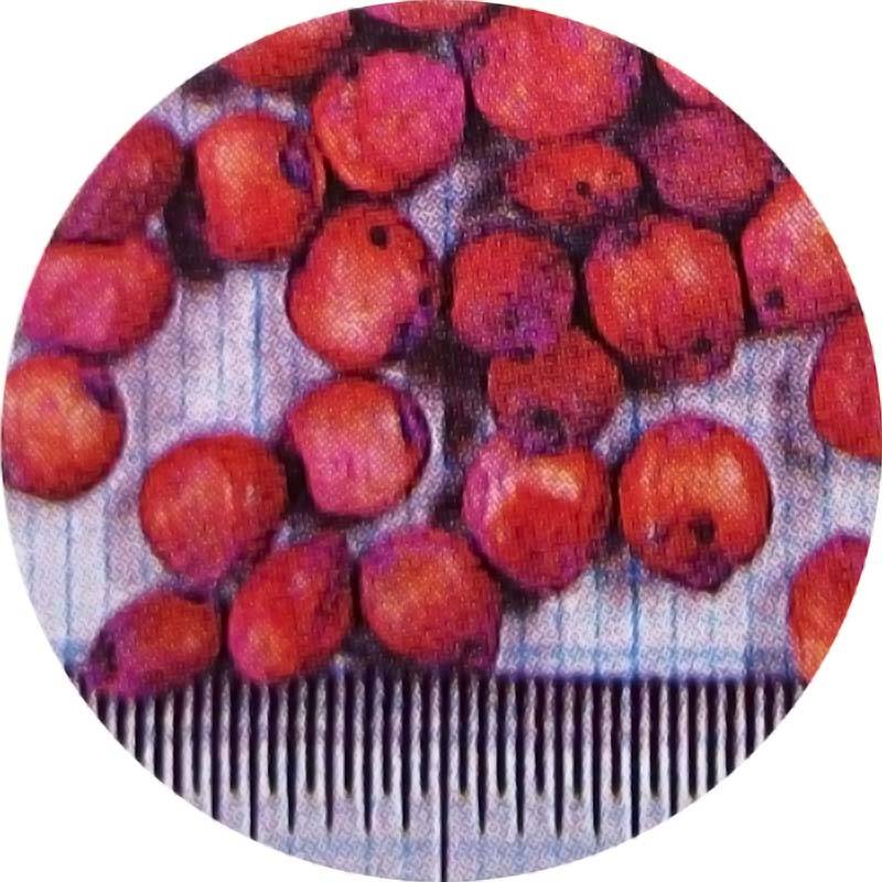 種 2kg ソルガム テキサスグリーン 雪印種苗 米S 代引不可 (登録品種名:テキサスグリーン)