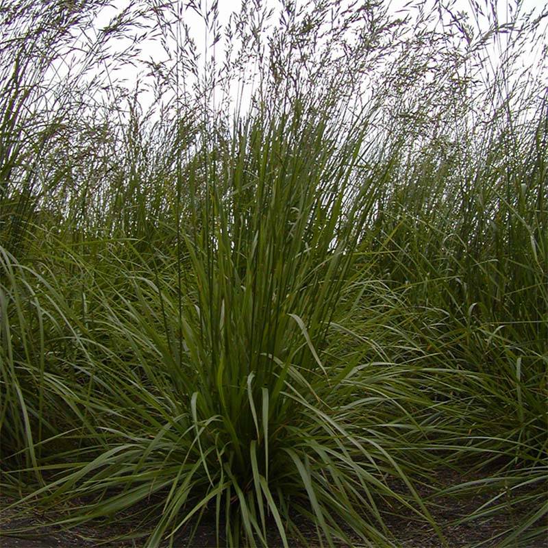 種 2kg トールフェスク フォーン 雪印種苗 米S 代引不可 (登録品種名:フォーン)