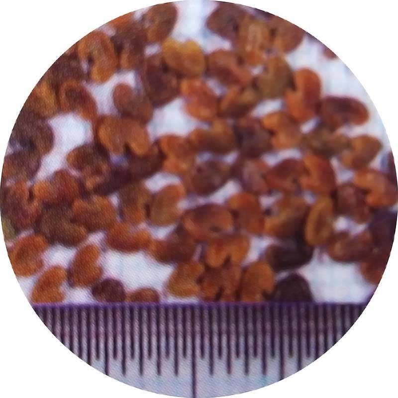 種 2kg ペルシアンクローバ まめ小町 雪印種苗 米S 代引不可 (登録品種名:Mame-Komachi)