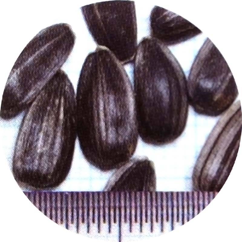 種 4kg ヒマワリ サンマリノ NSデュカット 緑肥 景観美化 ひまわり 向日葵 雪印種苗 米S 代引不可 (登録品種名:NSデュカット)