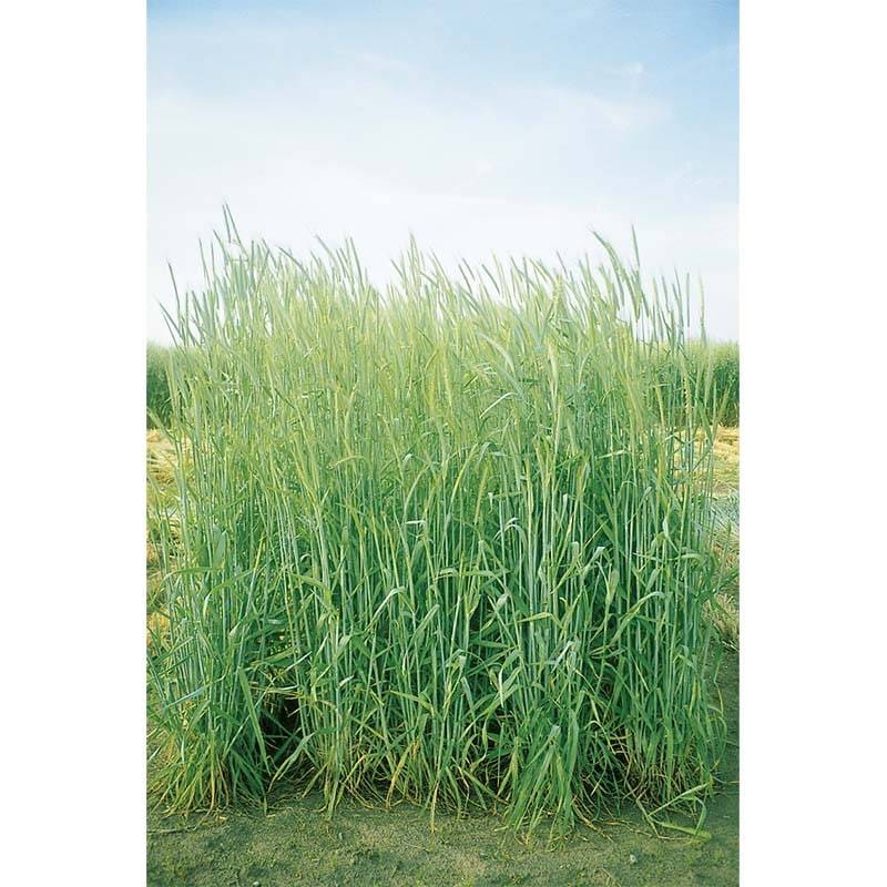 種 3kg ライムギ ライ麦 春香 畑作 緑肥 雪印種苗 米S 代引不可 (登録品種名:春香)