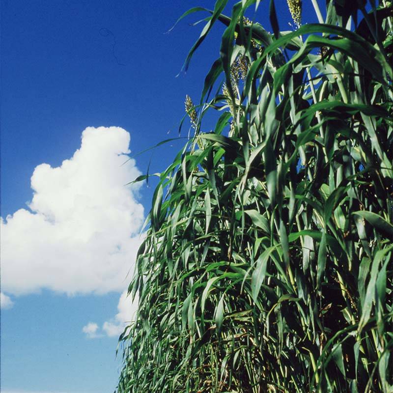 種 5kg ソルガム ビッグシュガーソルゴー 晩生 酪農 畜産 緑肥 雪印種苗 米S 代引不可 (登録品種名:シュークロソルゴー405)