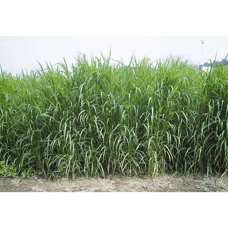 種 2kg アワ なつ乾草 雪印種苗 米S 代引不可 (登録品種名:なつ乾草)