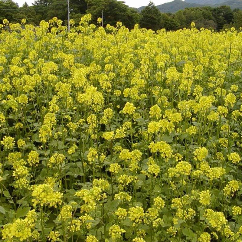 種 7kg シロガラシ キカラシ メテックス 畑作 園芸 緑肥 景観緑肥 雪印種苗 米S 代引不可 (登録品種名:メテックス)