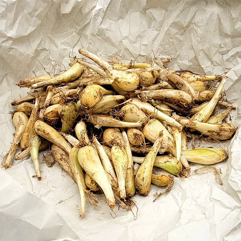 プラスワイズ本店｜＼大特価／ 3kg 種ラッキョウ らっきょう 栽培用