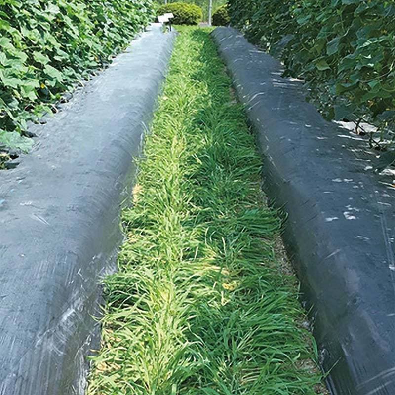 種 20kg おたすけムギ 緑肥用 大麦 播種期：4～6月 タキイ種苗 米S 代引不可 (登録品種名:おたすけムギ)