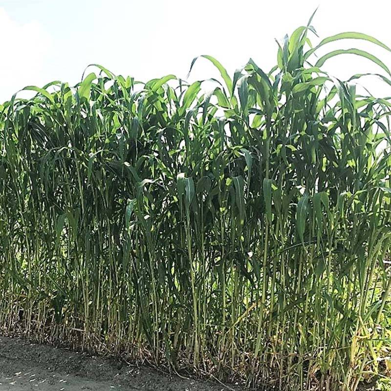 種 1kg グランデソルゴー TSG-29 ソルガム 播種期：5～8月 タキイ種苗 米S 代引不可