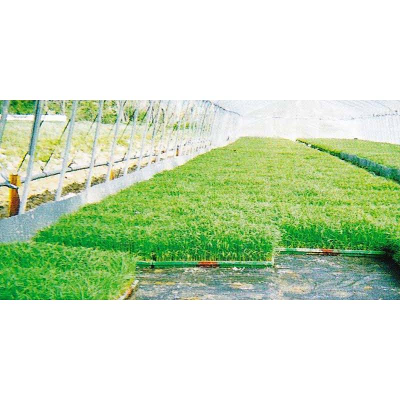 パオパオ 根切りシート 50 300cm×50m 水稲 育苗 下敷き シート 根切り MKVアドバンス カ施 個人宅配送不可 代引不可