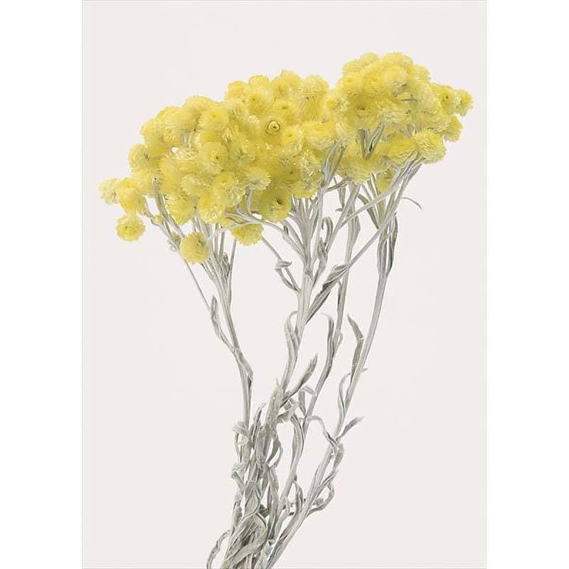 イモーテル N イエロー 76-32052-0 ドライフラワー フラワーアレンジメント 花材 大地農園 松K 代引不可