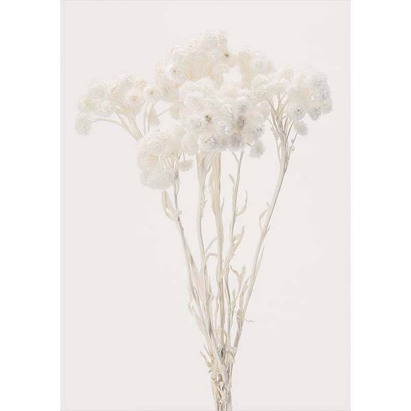 イモーテル 白 76-32052-10 ドライフラワー フラワーアレンジメント 花材 大地農園 松K 代引不可