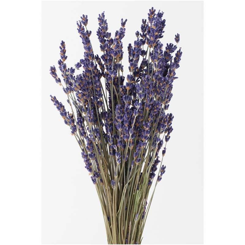 ラベンダー・イタリー N 76-10040-0 ラベンダー ドライフラワー フラワーアレンジメント 花材 大地農園 松K 代引不可