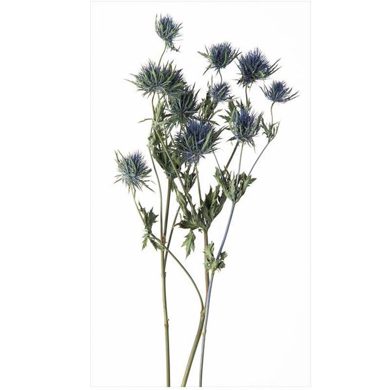 エリンジューム N 76-10340-0 ドライフラワー フラワーアレンジメント 花材 大地農園 松K 代引不可
