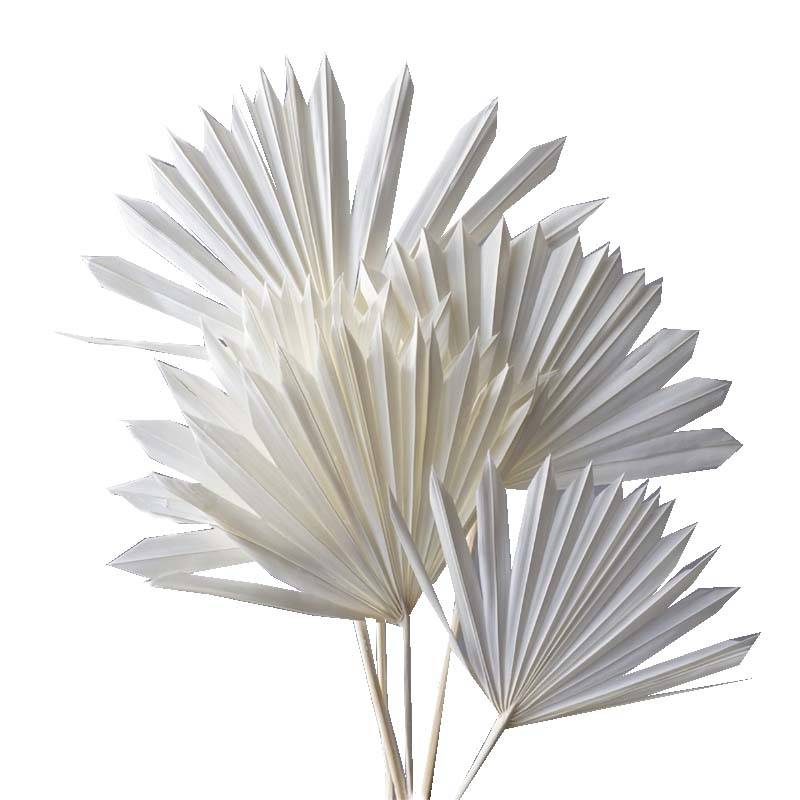 パームサンリーフ オフホワイト 76-54050-11 ドライフラワー フラワーアレンジメント 花材 大地農園 松K 代引不可