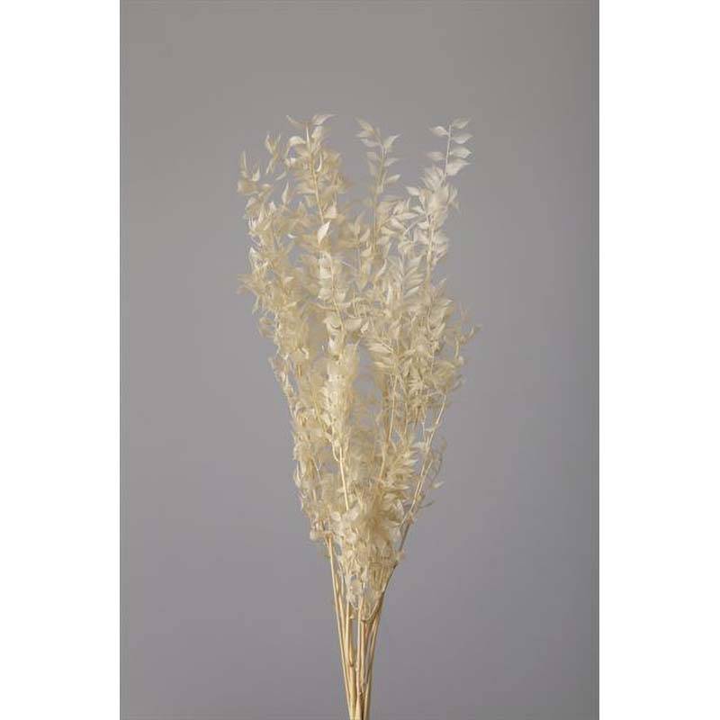 ラスカス・プリザーブド オフホワイト 76-3560-11 プリザーブドフラワー プリザーブドリーフ 花材 大地農園 松K 代引不可