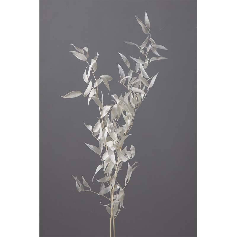 イタリアンルスカス オフホワイト 76-3910-11 プリザーブドフラワー プリザーブドリーフ アレンジメント 花材 大地農園 松K 代引不可