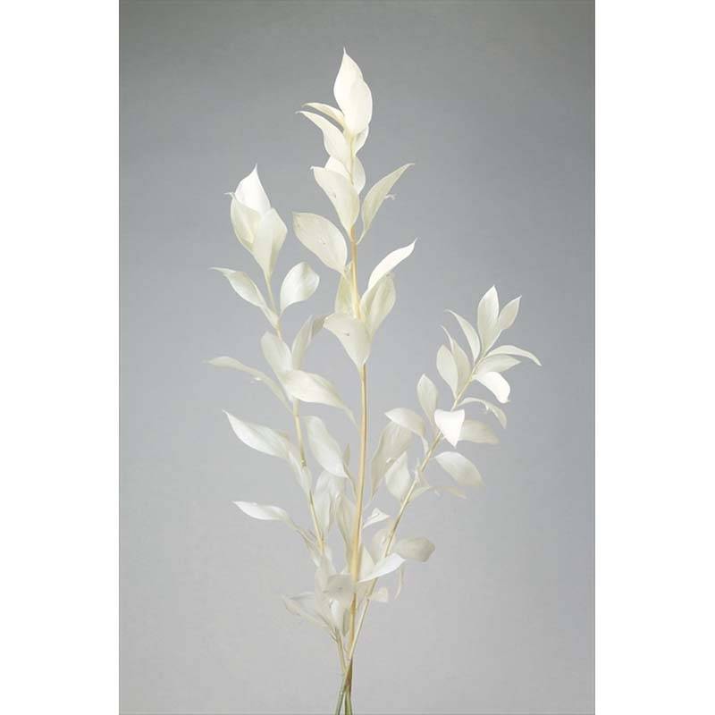 ルスカス・ガーデン オフホワイト 76-3950-11 プリザーブドフラワー プリザーブドリーフ 花材 大地農園 松K 代引不可