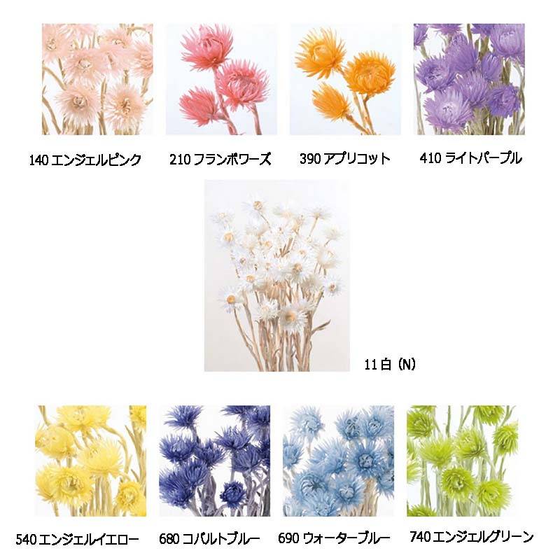 ミニシルバーデージー 76-32001 ドライフラワー ハーバリウム アレンジメント 花材 大地農園 松K 代引不可