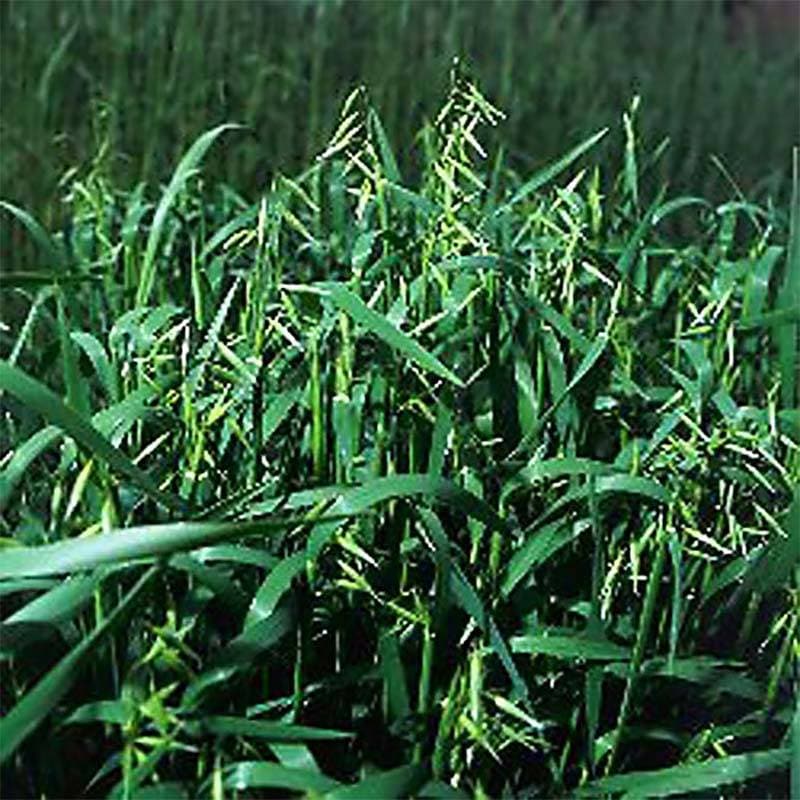 種 1kg えん麦 前進 緑肥作物 その他 酪農 畜産 緑肥 牧草 タキイ種苗 米S 代引不可 (登録品種名:前進)