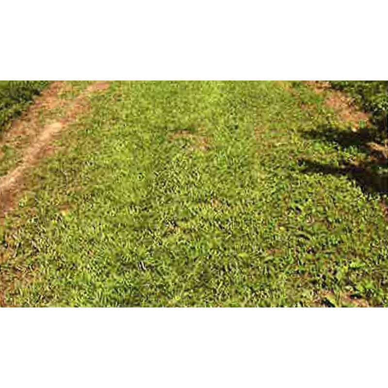 種 1kg×5袋 フルーツサポーター 果樹下草用 寒地型芝草 秋まき主体 酪農 畜産 緑肥 牧草 タキイ種苗 米S 代引不可