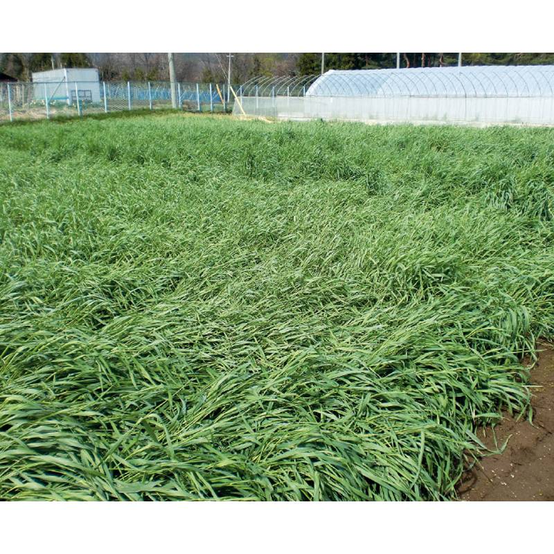 種 1kg×5袋 緑肥用ライ麦 晩生 らい麦 罹病防止 雪耐性 冬越 抑制 酪農 畜産 緑肥 牧草 タキイ種苗 米S 代引不可 (登録品種名:緑肥用ライ麦(晩生))