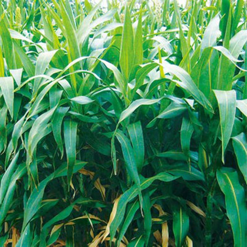 種 1kg×5袋 ソルガム やわらか矮性ソルゴー ハンガークロップ 酪農 畜産 緑肥 牧草 タキイ種苗 米S 代引不可 (登録品種名:やわらか矮性ソルゴー)