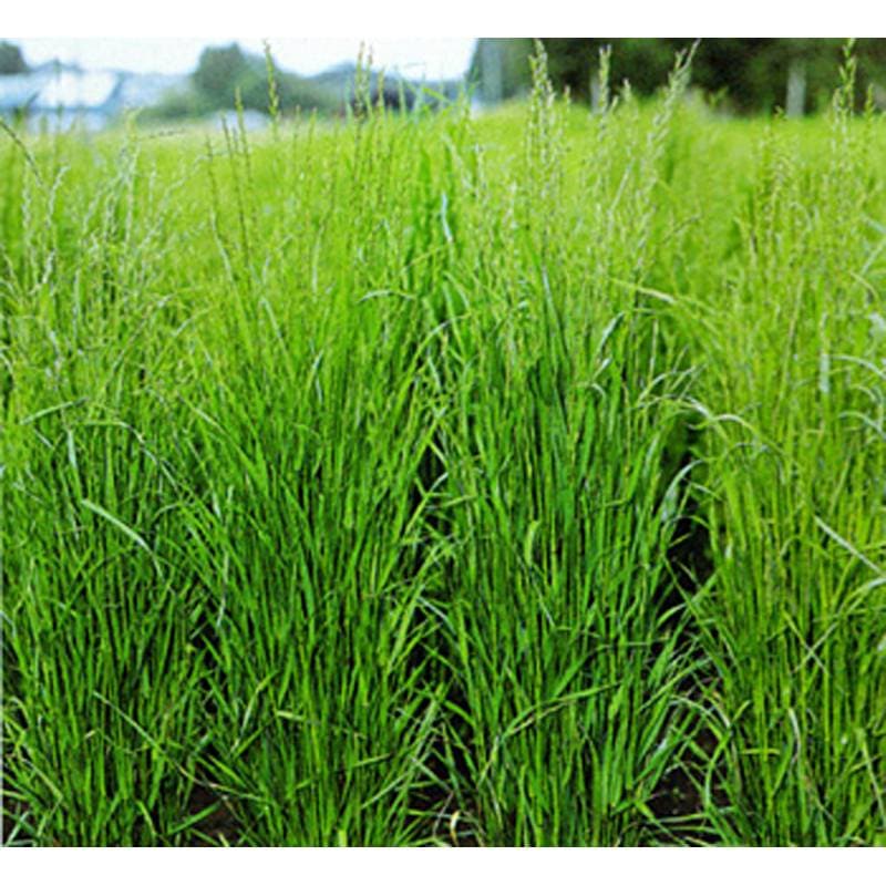 種 1kg×5袋 ワセホープ イタリアンライグラス 直立型 機械収穫 酪農 畜産 緑肥 牧草 タキイ種苗 米S 代引不可