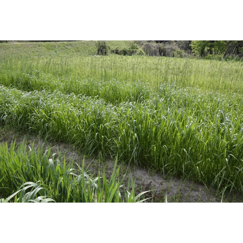 種 1kg×5袋 タチサカエ イタリアンライグラス 立性 耐倒伏性 酪農 畜産 緑肥 牧草 タキイ種苗 米S 代引不可 (登録品種名:タチサカエ)