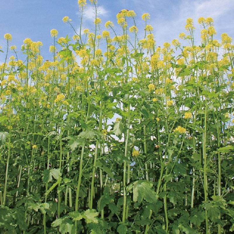 種 1kg×5袋 緑肥用からしなシロカラシ 黄花のちから 緑肥作物 その他 酪農 畜産 緑肥 牧草 タキイ種苗 米S 代引不可 (登録品種名:黄花のちから)
