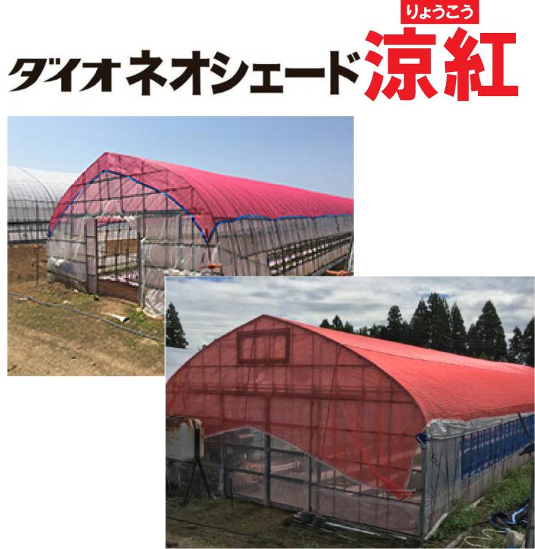 個人宅配送不可 ダイオネオシェード涼紅 トルコギキョウ用 カラミ織 遮光率40～45% 光質コントロール 520SCT ダイオ化成 イノベックス レッド 幅2m 長さ50m サT