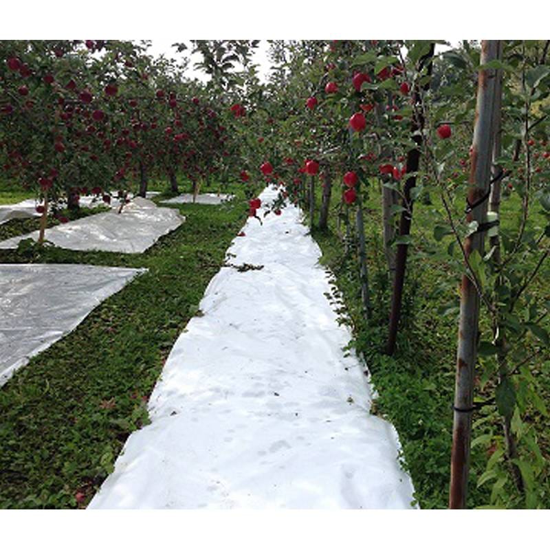 650mm×50m 白 てるてる 遮光ネット 寒冷紗 JX ANCI サT 代引不可