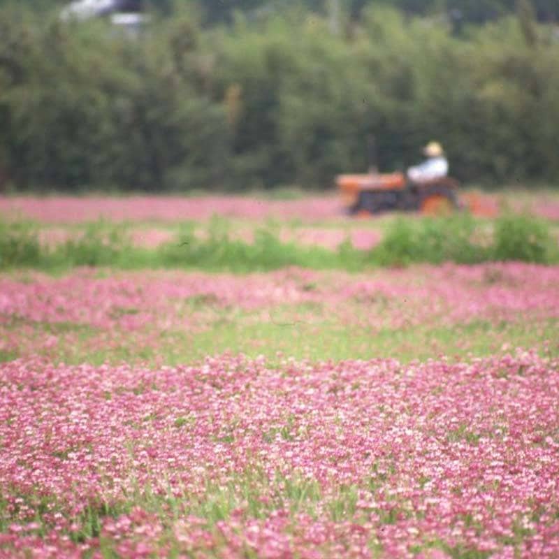 種 2kg レンゲ 地力増進 景観緑肥 れんげ 蓮華 雪印種苗 米S 代引不可 (登録品種名:レンゲ)