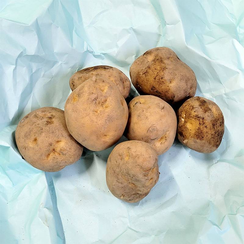 5kg 種芋 男爵 L玉 ジャガイモ じゃがいも栽培用 吉S DZ (登録品種名:男爵)