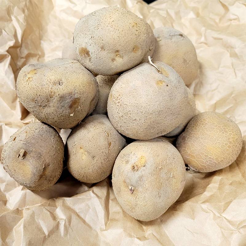 5kg 種芋 とうや M玉 ジャガイモ じゃがいも栽培用 吉S DZ (登録品種名:とうや) 