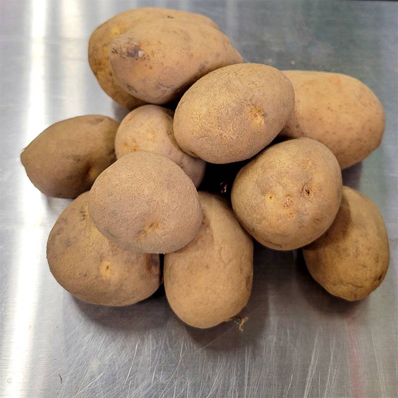＼大特価／ 5kg 種芋 シンシア 混玉 じゃがいも ジャガイモ 栽培用 吉S DZ (登録品種名:シンシア)