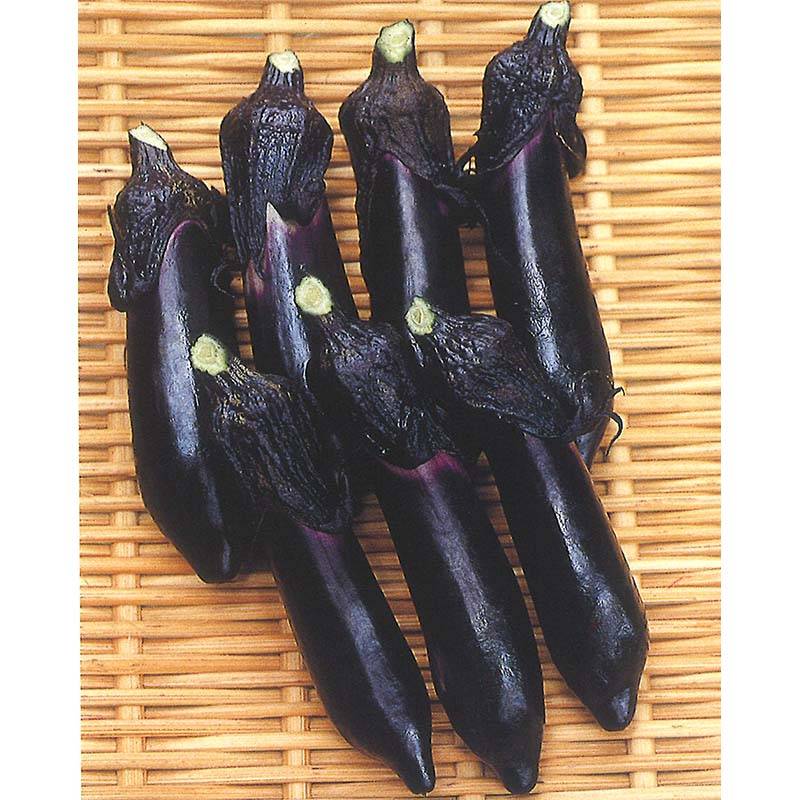 種子 0.8ml ナス ひとしお 北越交配 栽培用 野菜タネ 野菜種子 野菜のタネ なす 茄子 北越農事 D
