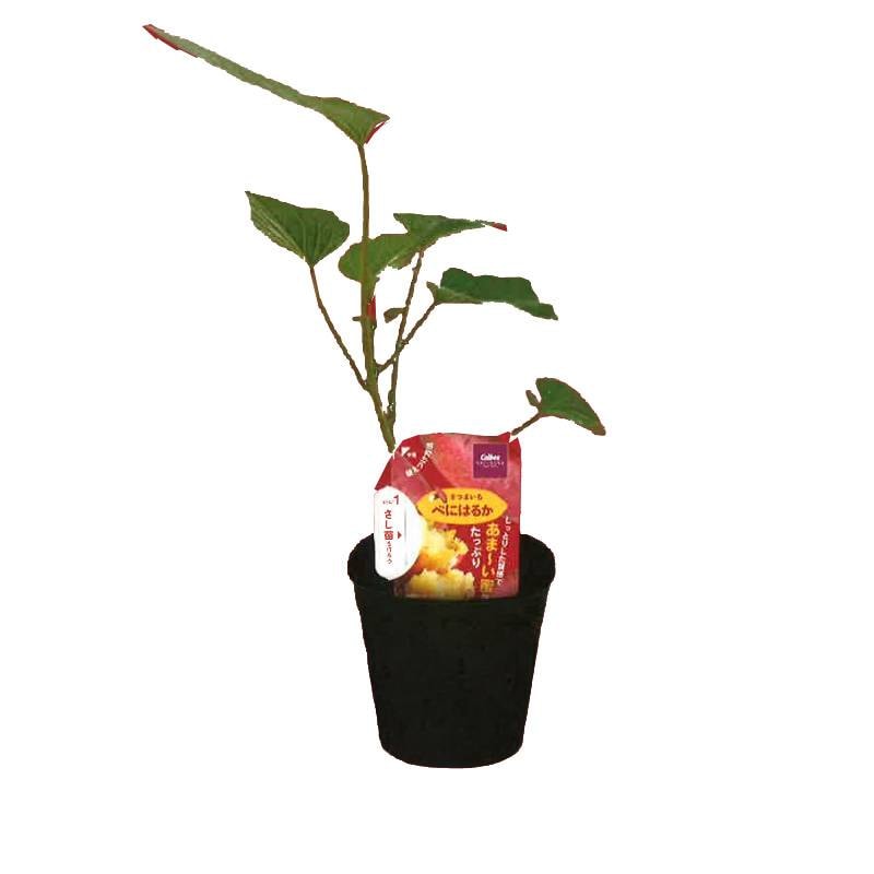 40個 10.5cmポット 苗 カルビー さつまいも べにはるか プロトリーフ ポット苗 収穫 栽培 野菜 芋 米S
