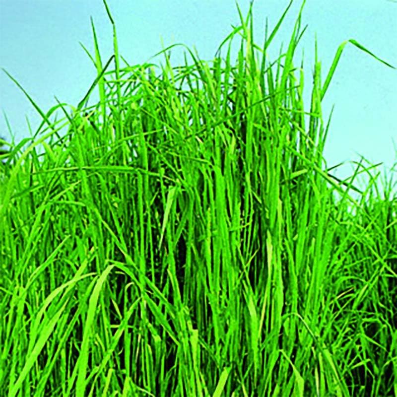 種 1kg チモシー クンプウ 寒地型牧草 秋まき主体 酪農 畜産 緑肥 牧草 タキイ種苗 米S 代引不可