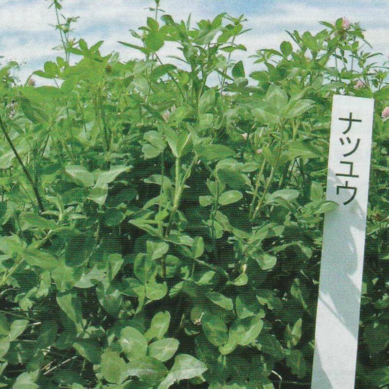 種 0.5kg PVP あかクローバー ナツユウ Rh 豆科牧草 酪農 畜産 緑肥 タキイ種苗 米S 代引不可 (海外持出禁止 登録品種名ナツユウ 農林水産省品種登録第12308号)