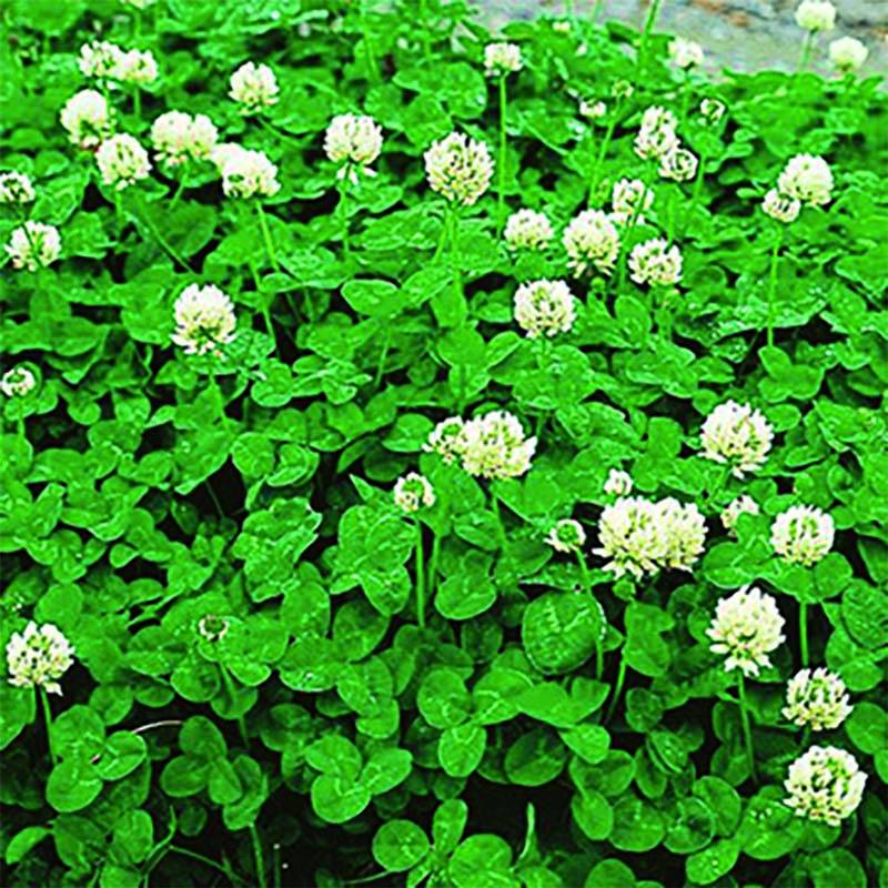 種 0.5kg しろクローバー フィア 豆科牧草 秋まき主体 酪農 畜産 緑肥 牧草 タキイ種苗 米S 代引不可 (登録品種名:フィア)