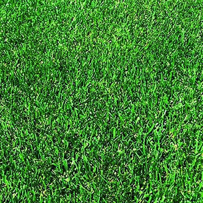 種 1kg トールフェスク スパイダー2LS 寒地型芝草 タキイ種苗 米S 代引不可