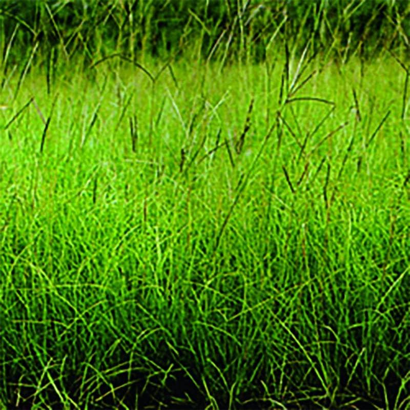 種 1kg バヒアグラス ペンサコラ 暖地型牧草 永年草 タキイ種苗 米S 代引不可